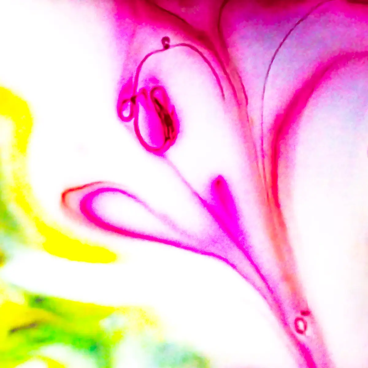 Milk and food coloring abstract. Looks like a pink bloom and a heart
