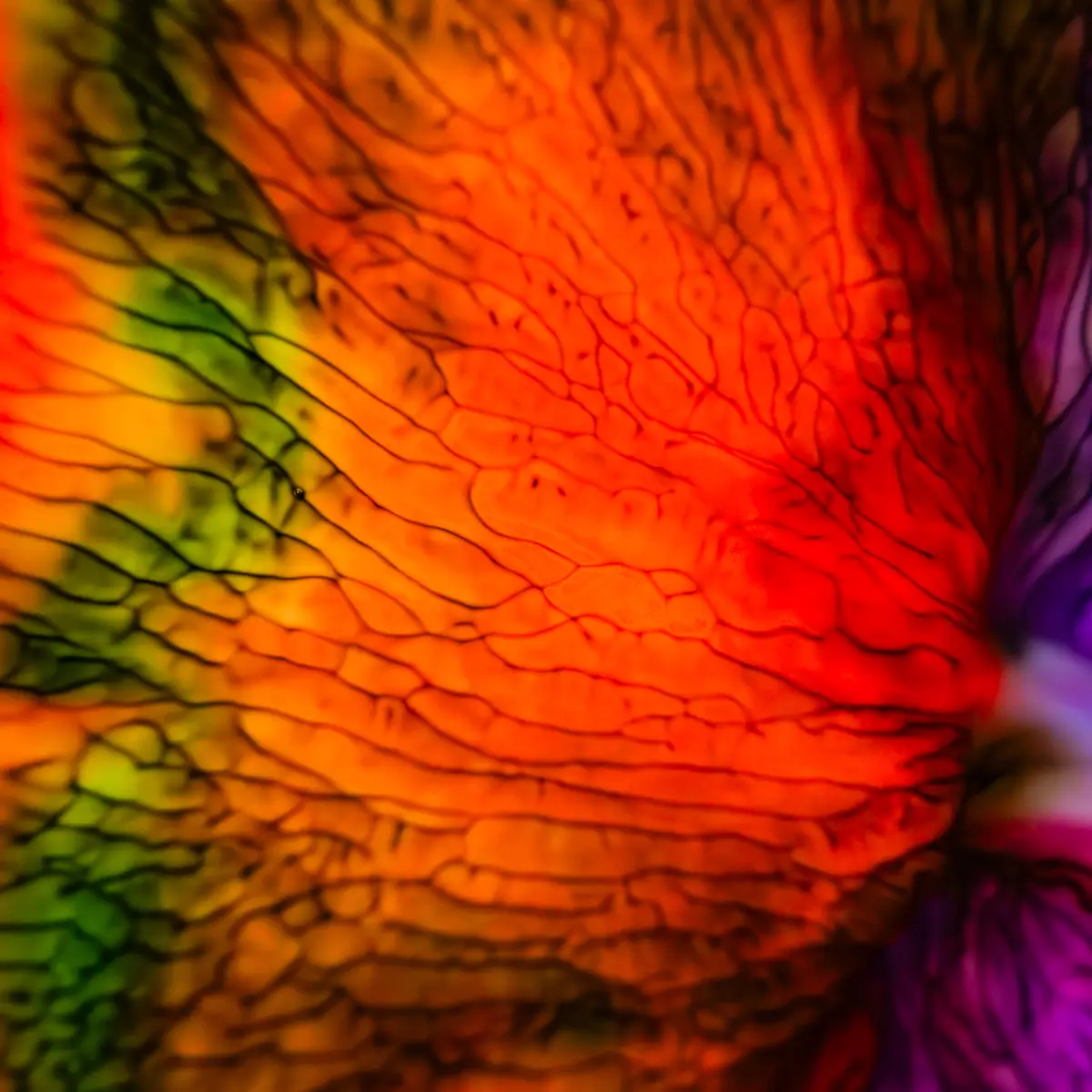 Milk and food coloring abstract. Could look like a butterfly wing