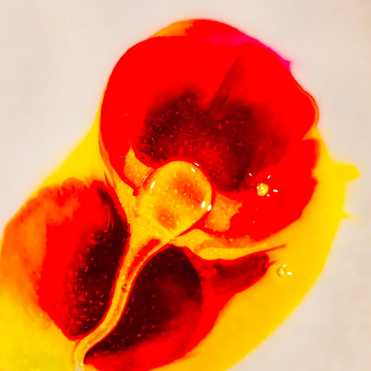 Milk and food coloring abstract: loolks like a red and yellow flower