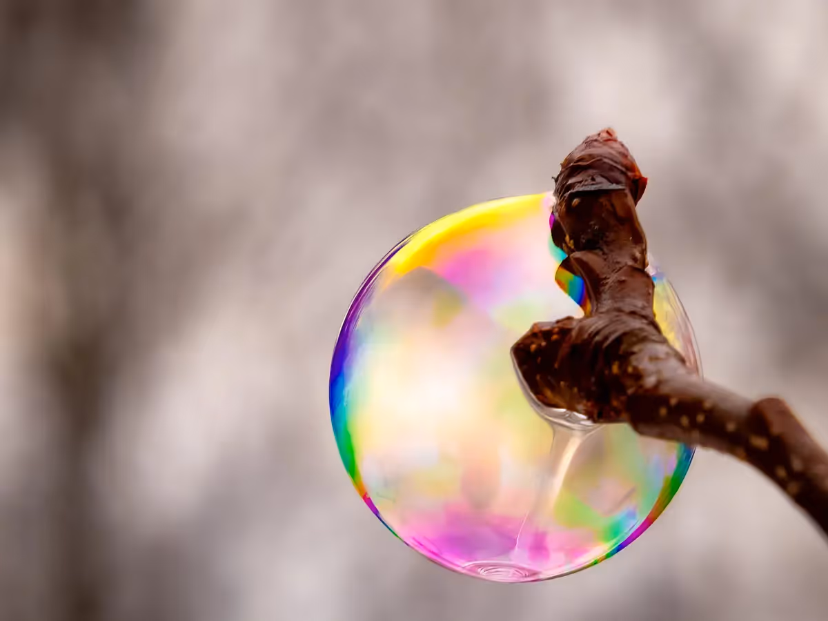 soap bubble gently stuck on a bare tree branch