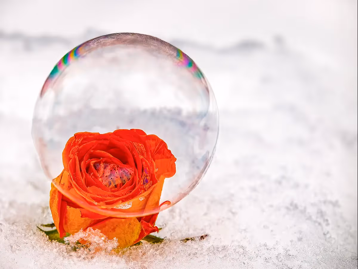 soap bubble balancing delicately on a rose in the snow