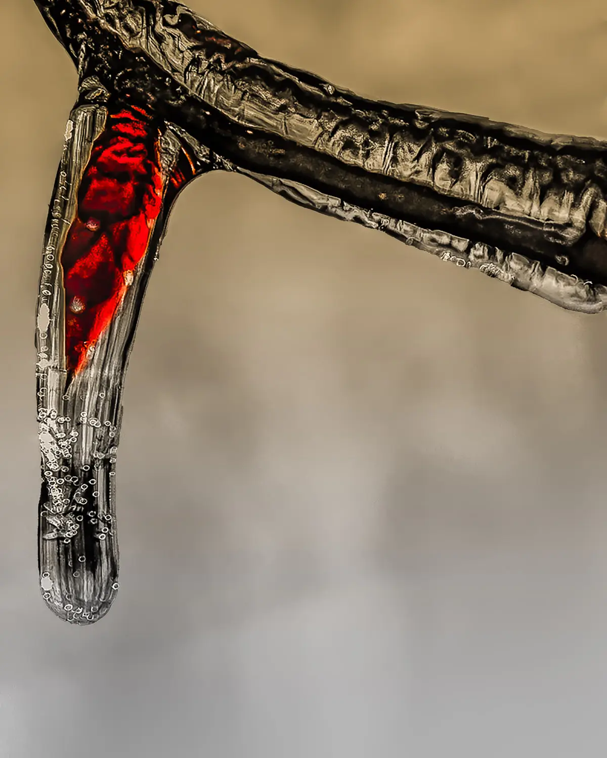 After an ice storm, the ice coated everything! this shows ice, a branch with a bright red bud all coated in ice with the hanging bud creating a drop of ice