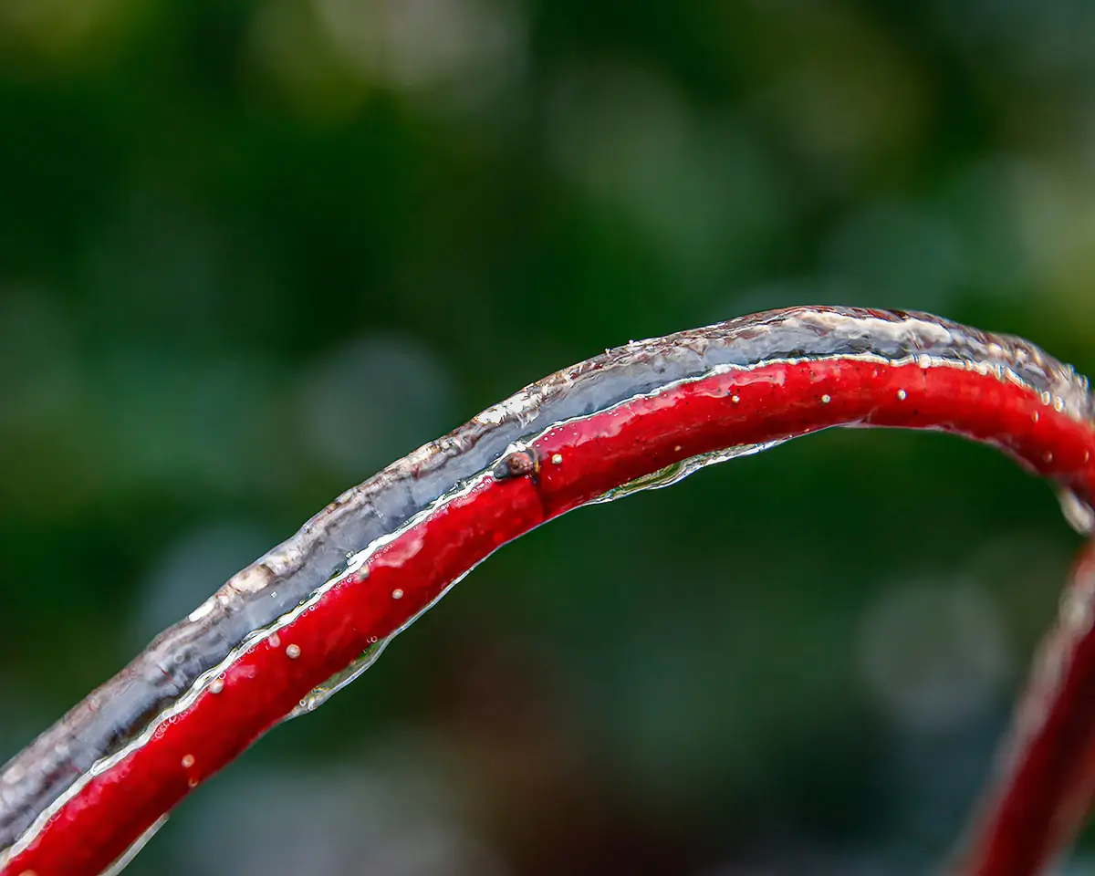 After an ice storm, the ice coated everything! this shows ice, a bright red branch coated in ice