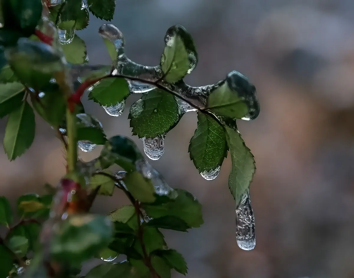 After an ice storm, the ice coated everything! this shows ice, icy leaves with a drop the very end of a leaf