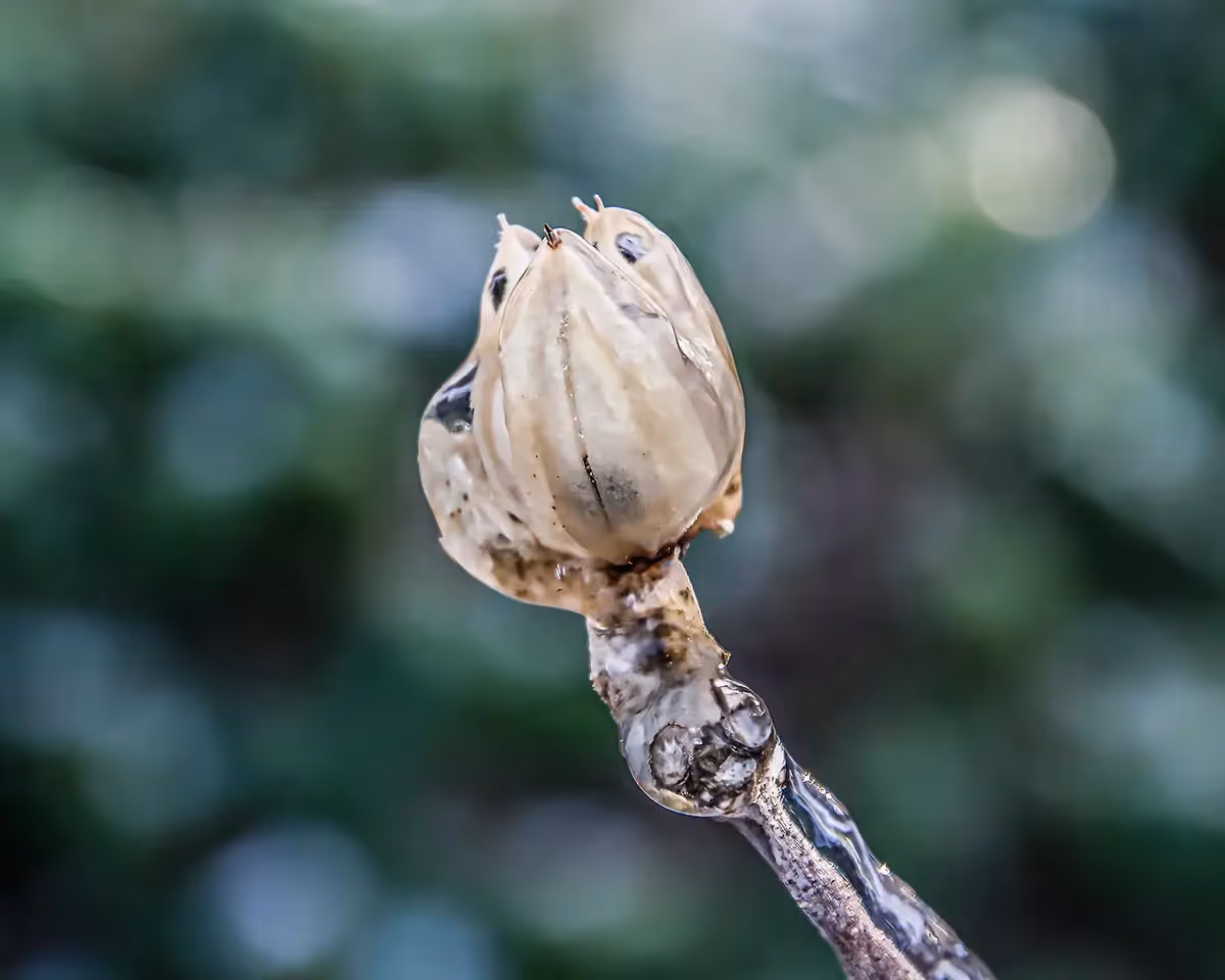 After an ice storm, the ice coated everything! this shows ice. Ice coated bud