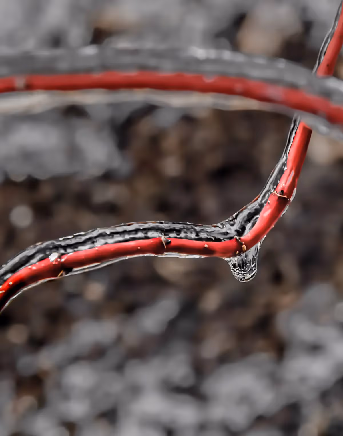 After an ice storm, the ice coated everything! this shows ice, 2 bright red branches coated in ice