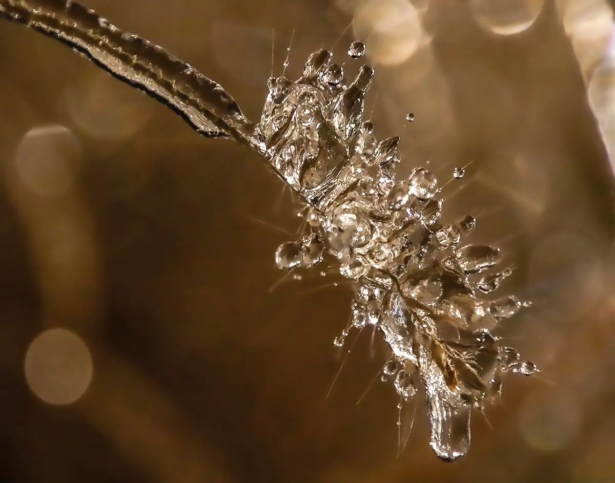 After an ice storm, the ice coated everything! this shows ice, here a spiky branch covered in ice with a frozen drop at the end.