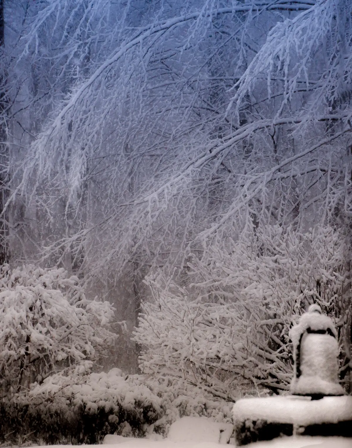 snow covered branches of trees and bushes with a lamplight