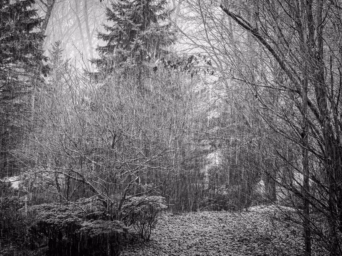 beautiful snowy yard with snow covered trees and bushes