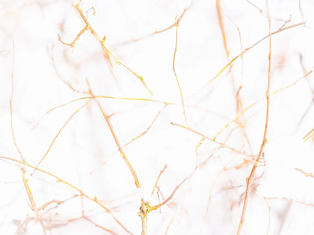 delicate pattern of branches in the snow
