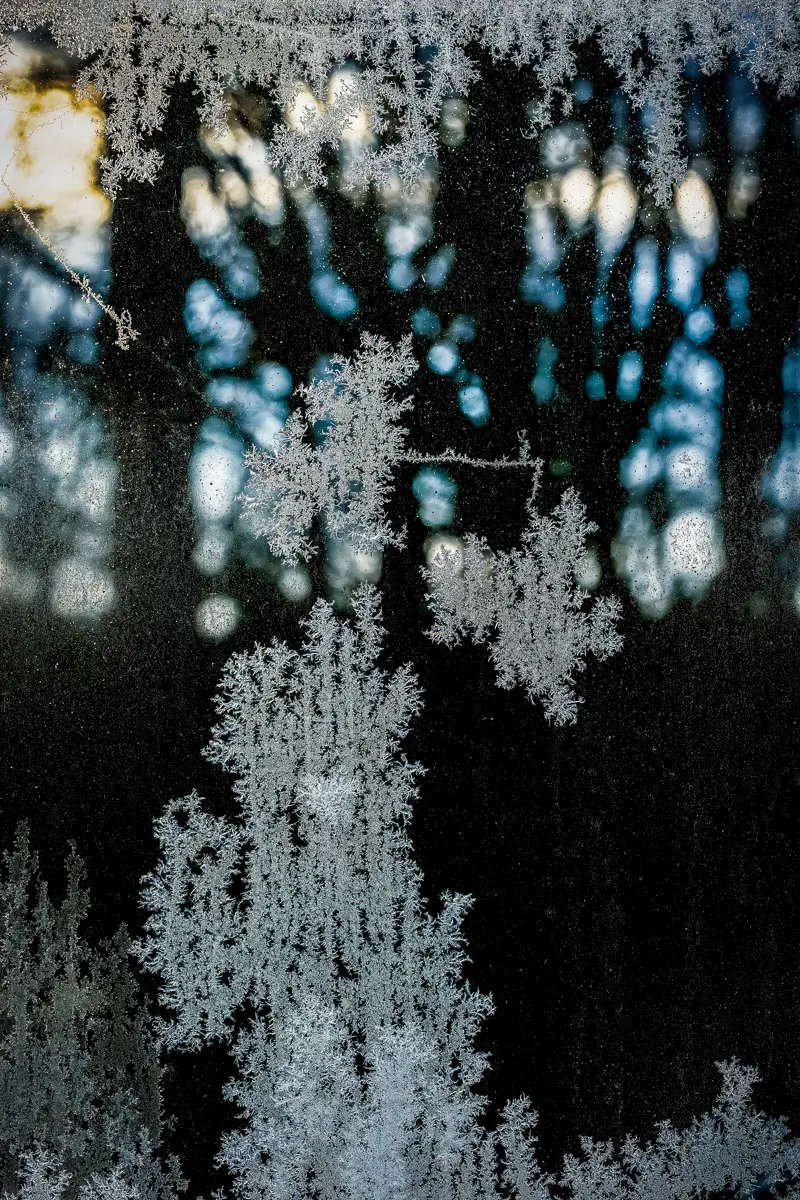 frozen frost stuck to a glass wall glistening in a sunset amongst trees