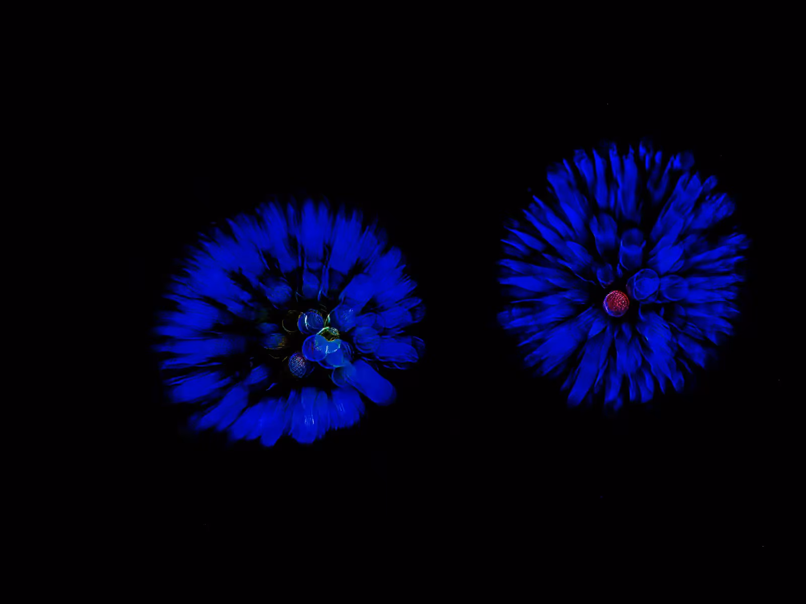 Abstract fireworks: blue flowers