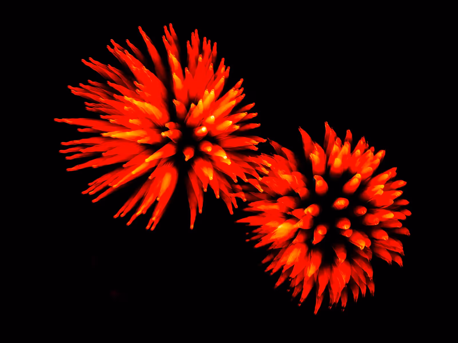 Abstract fireworks: red flowers