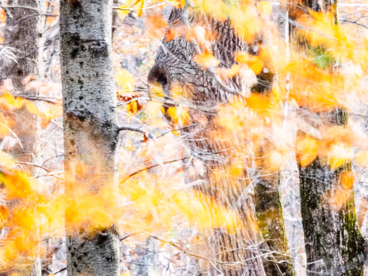 pale yellow leaves floating among blurred tree trunks