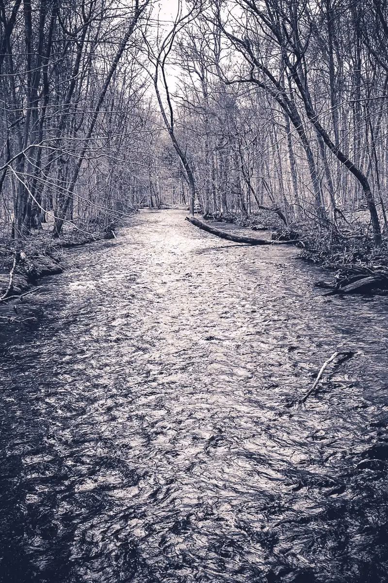 bare tree lined stream in black and white