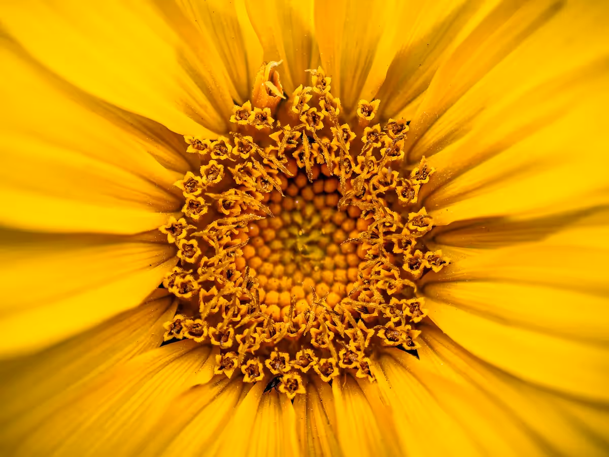 Close up of the middle of a Sunflower showing the tiny flowers blooming in the middle
