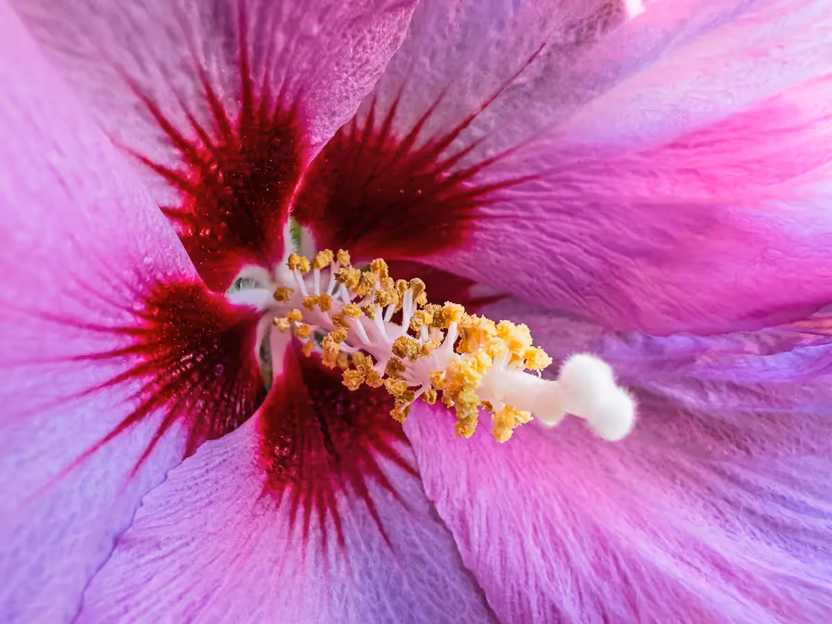 close up of the center of a Hibiscus