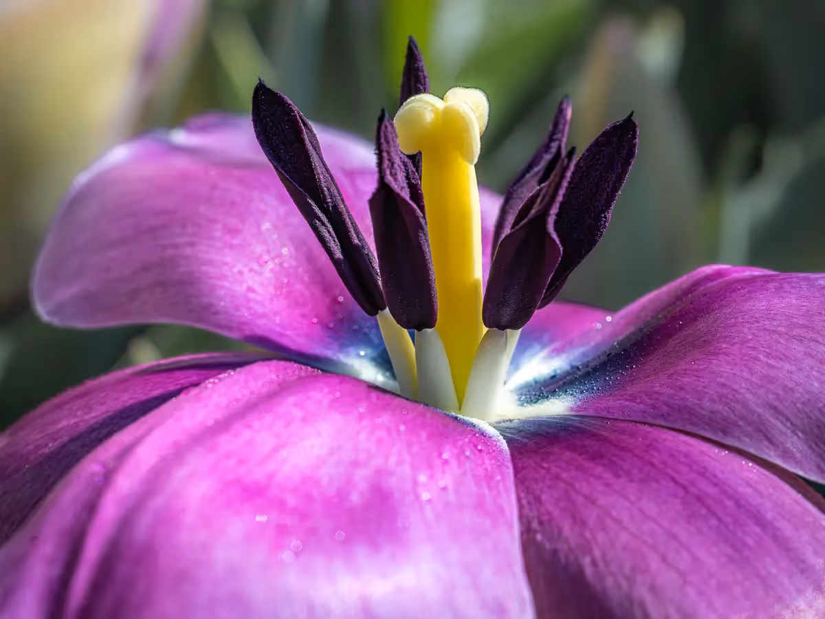 close up shot of a blooming flower