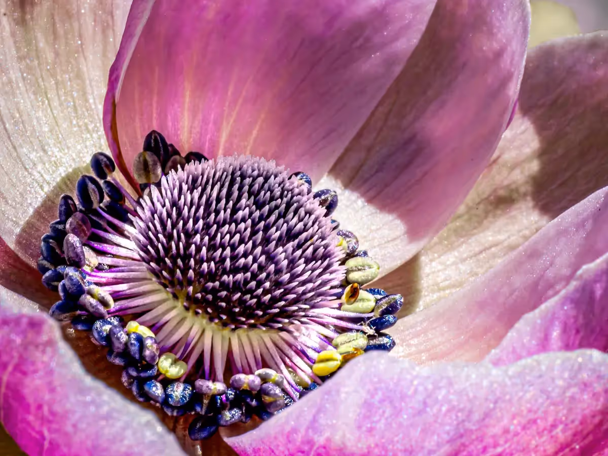 close up of the center of a pink and purple flower