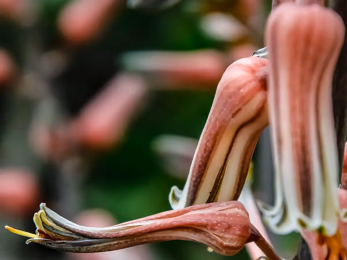 close up of a unique orchid, looks like a pointing finger