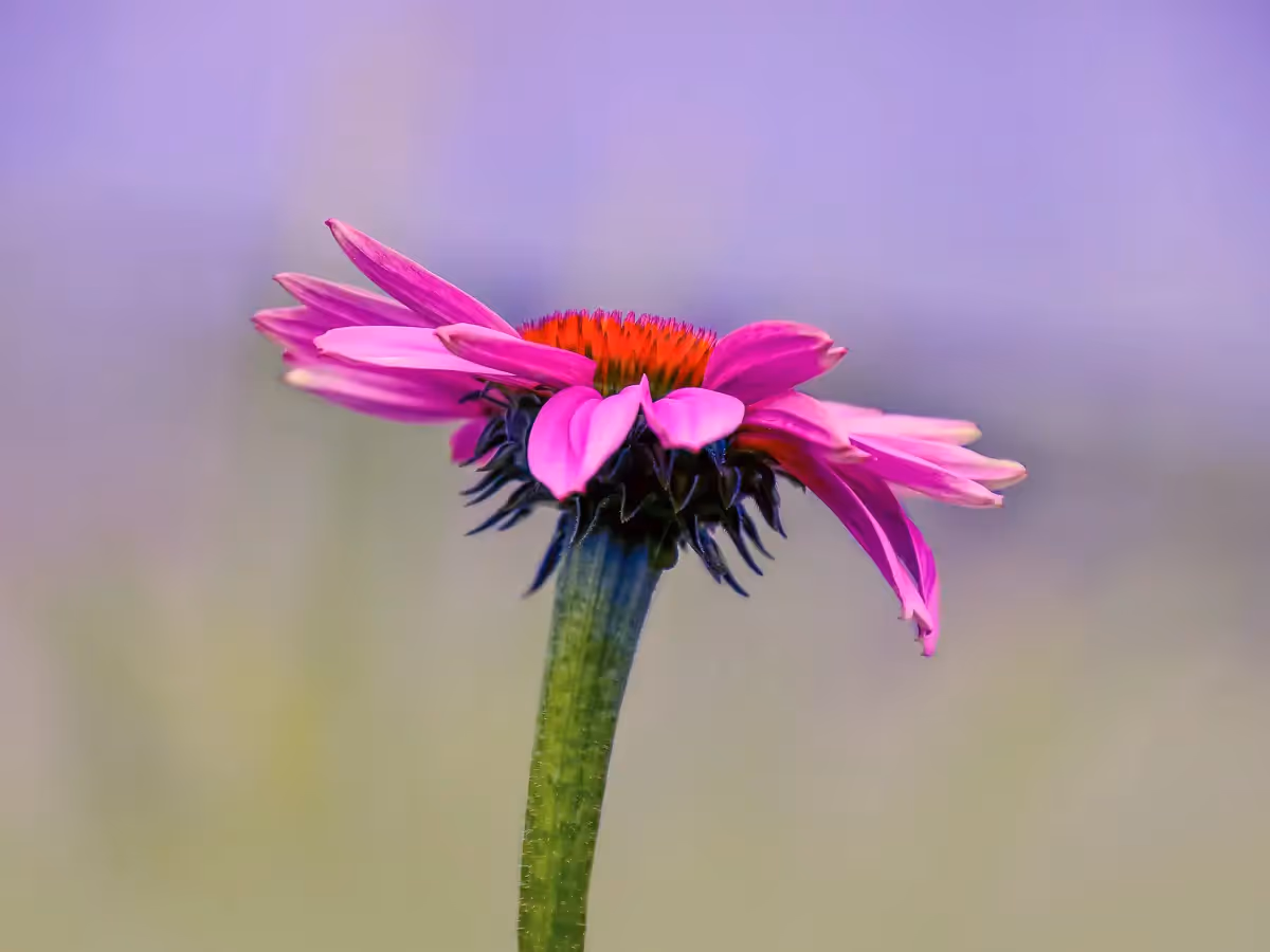 side view of a pink flower with a calming background