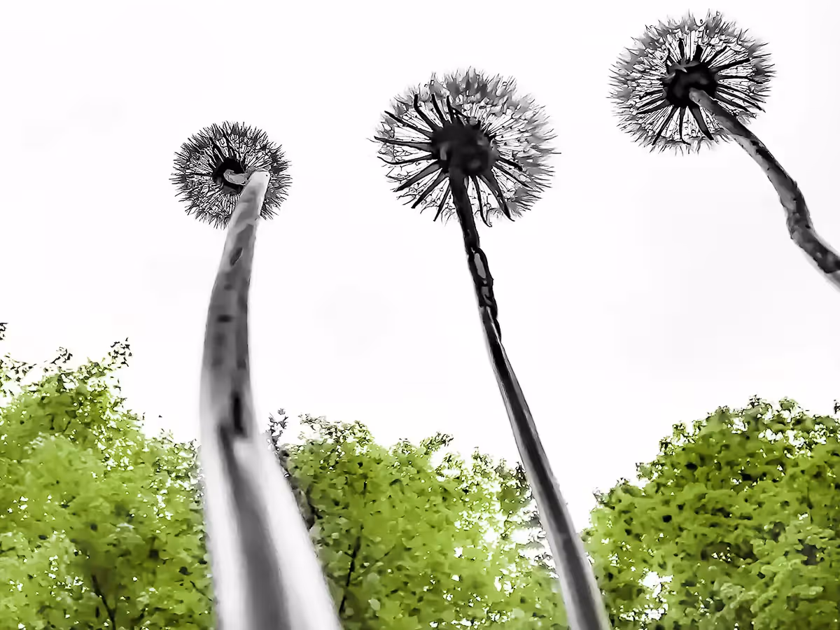 3 Dandelions from below making them look very tall