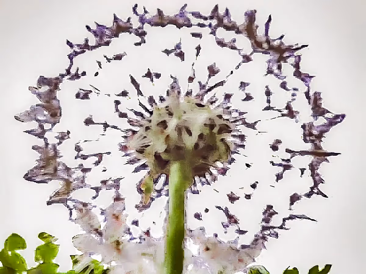 Dandelion close up from below