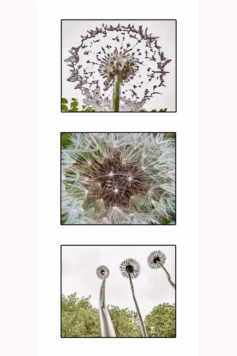 tryptyk of Dandelion close ups