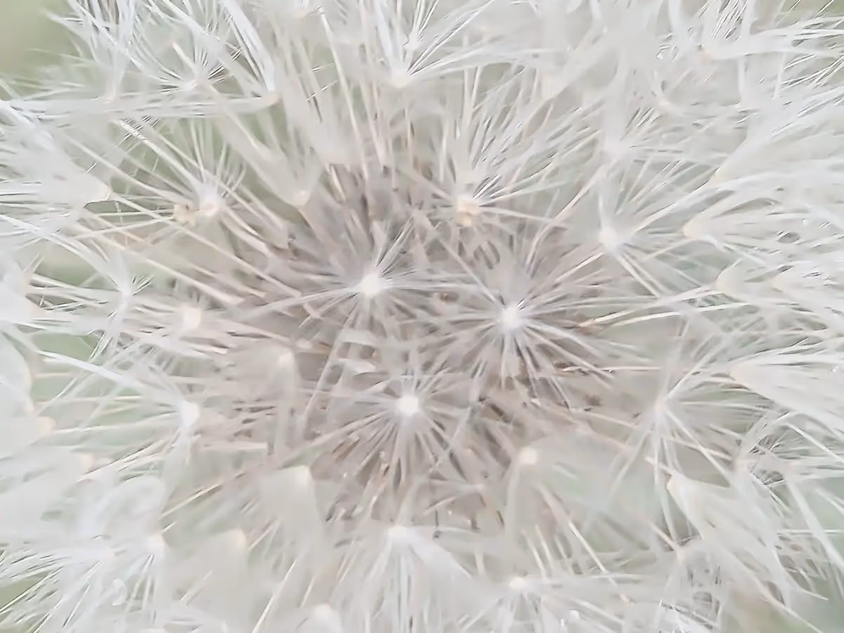 Dandelion close up of the center, softened