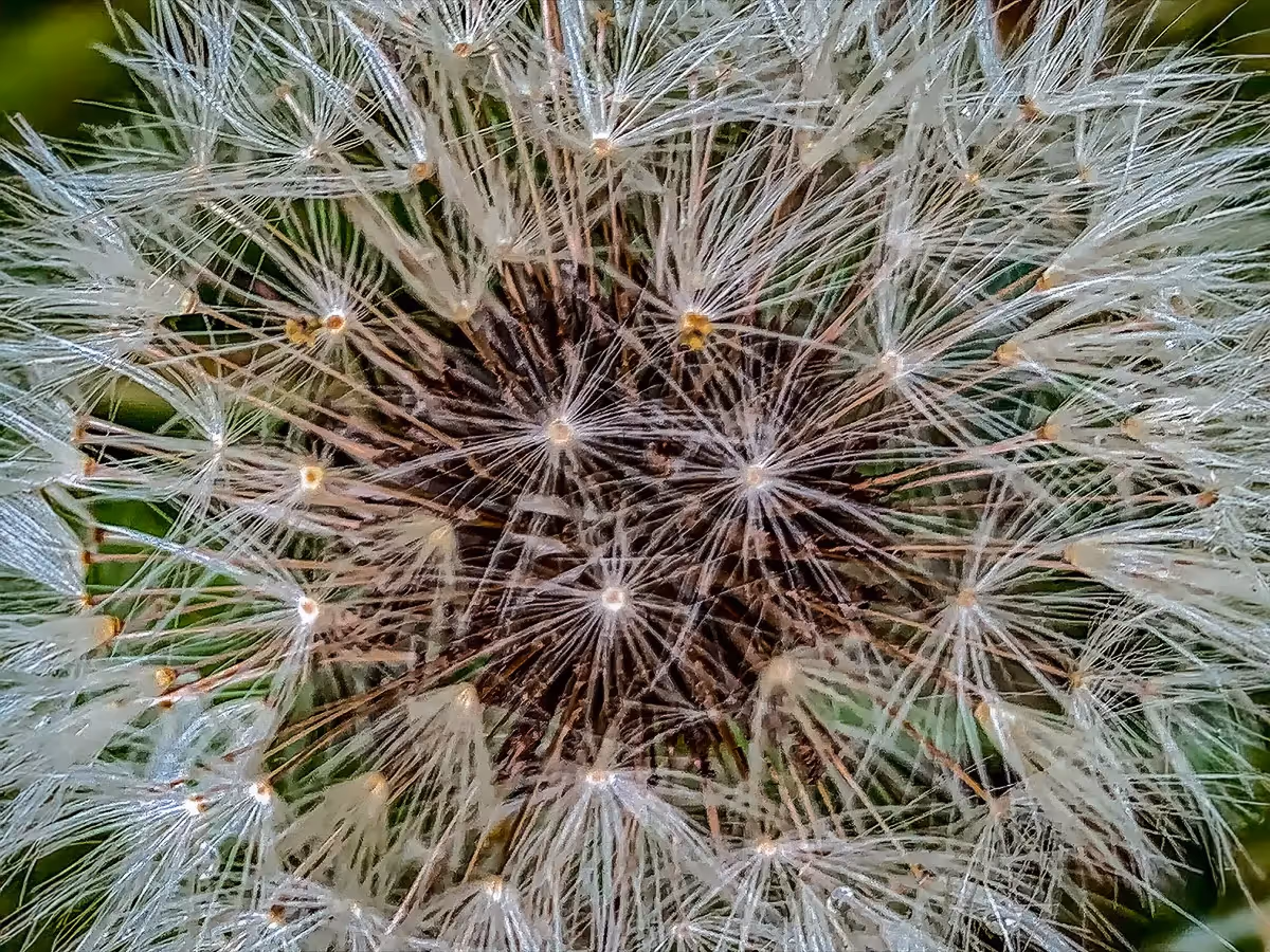 Dandelion close up of the center, showing details