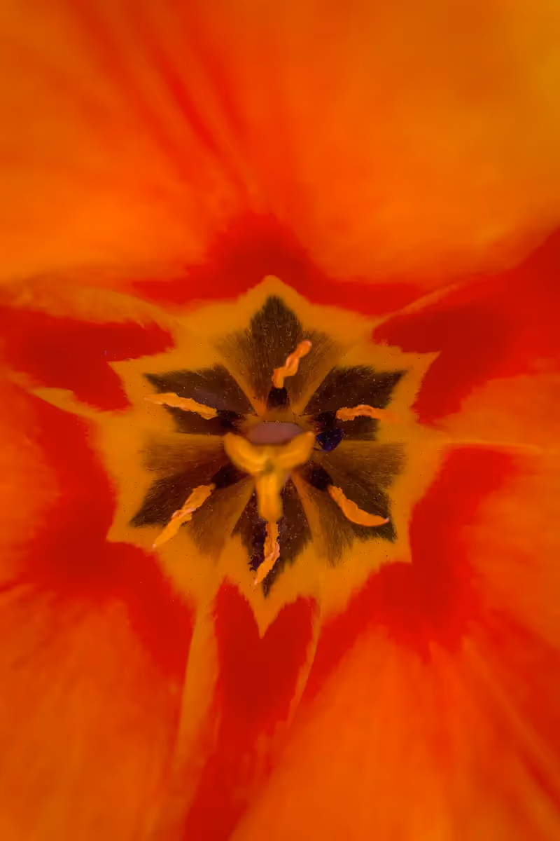 close up of a bright orange-red flower center
