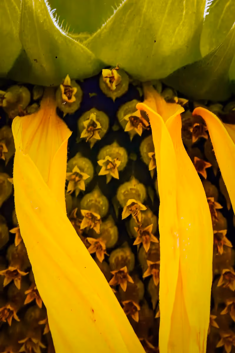 Stripes of Sunflower petals drooping over the center seeds