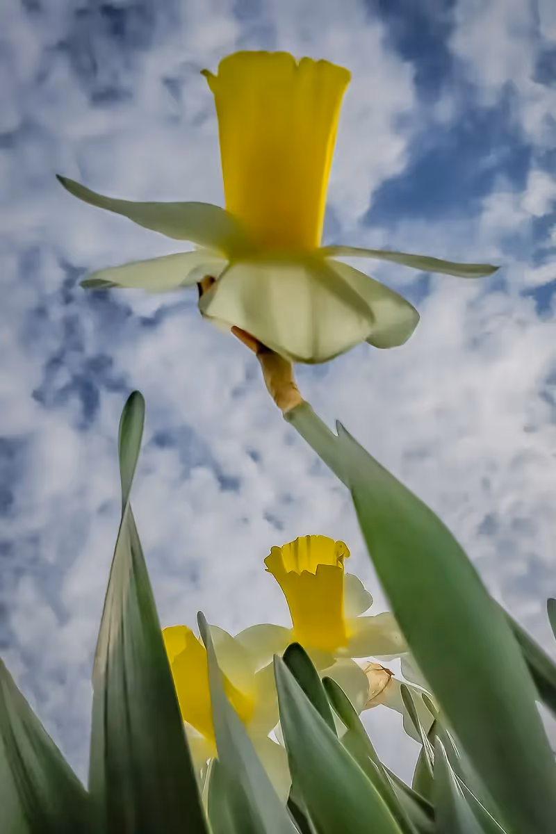 Daffodil flower taken from below to make it look very tall
