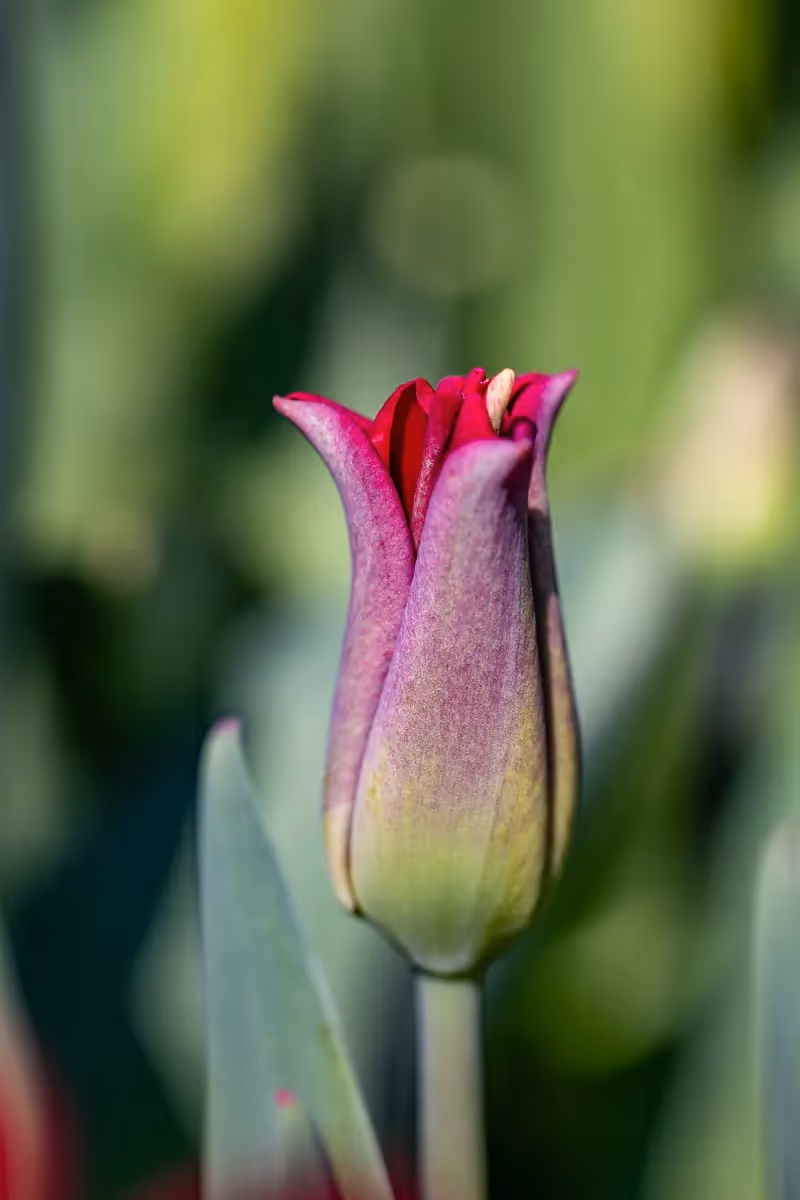 close up of a single flower reaching for the sky