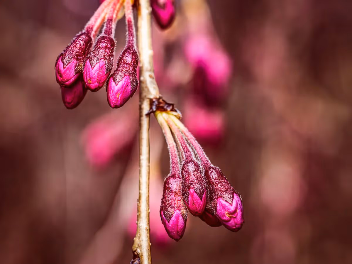 Close up of pink flower blooms