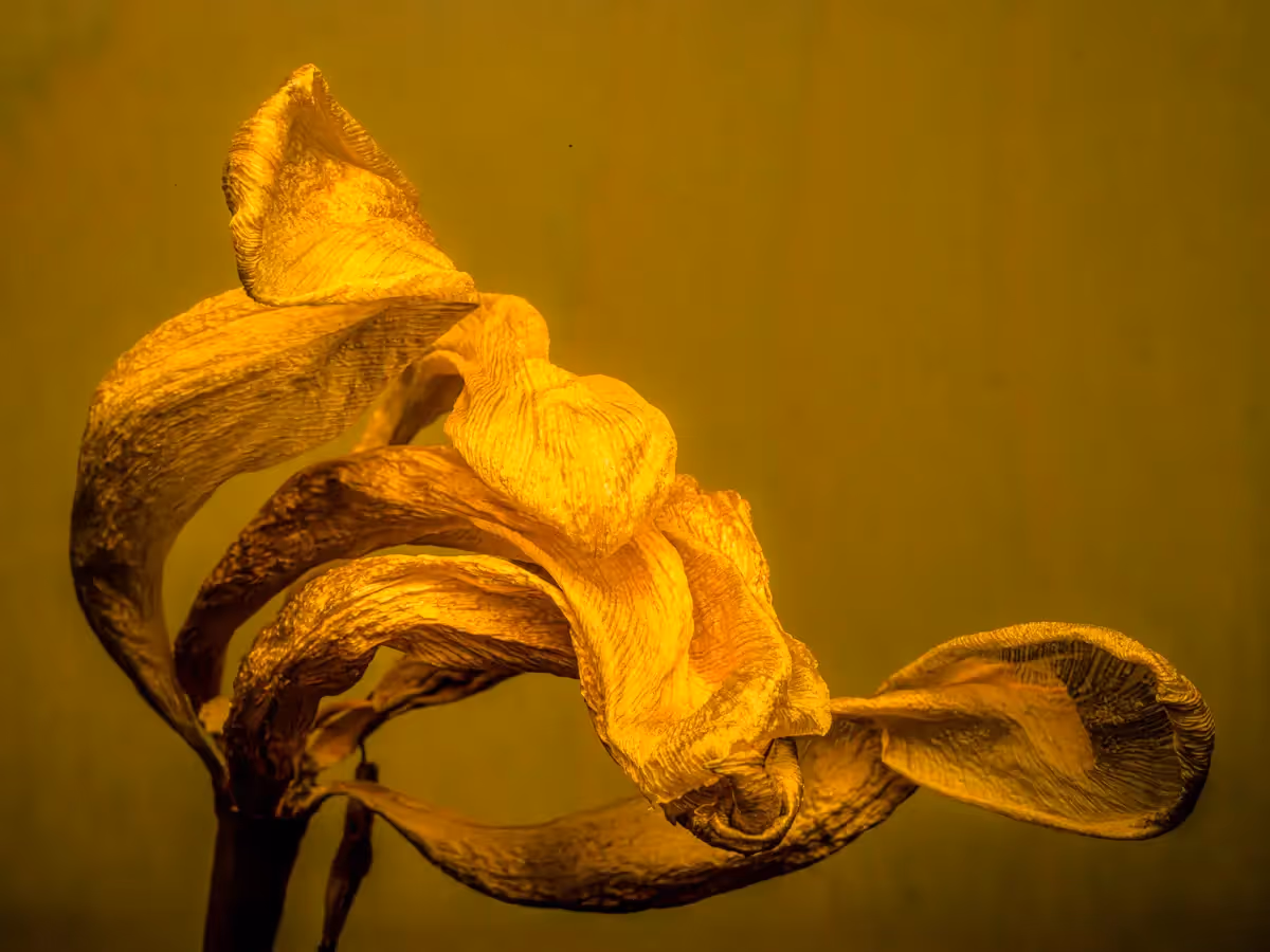 Yellow Tulip dying, close up