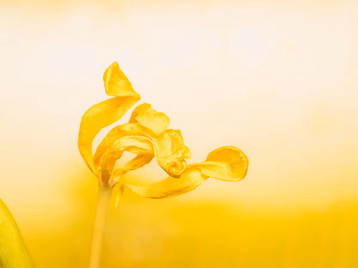 showing a close up of a dying yellow Tulip but in bright, happy light