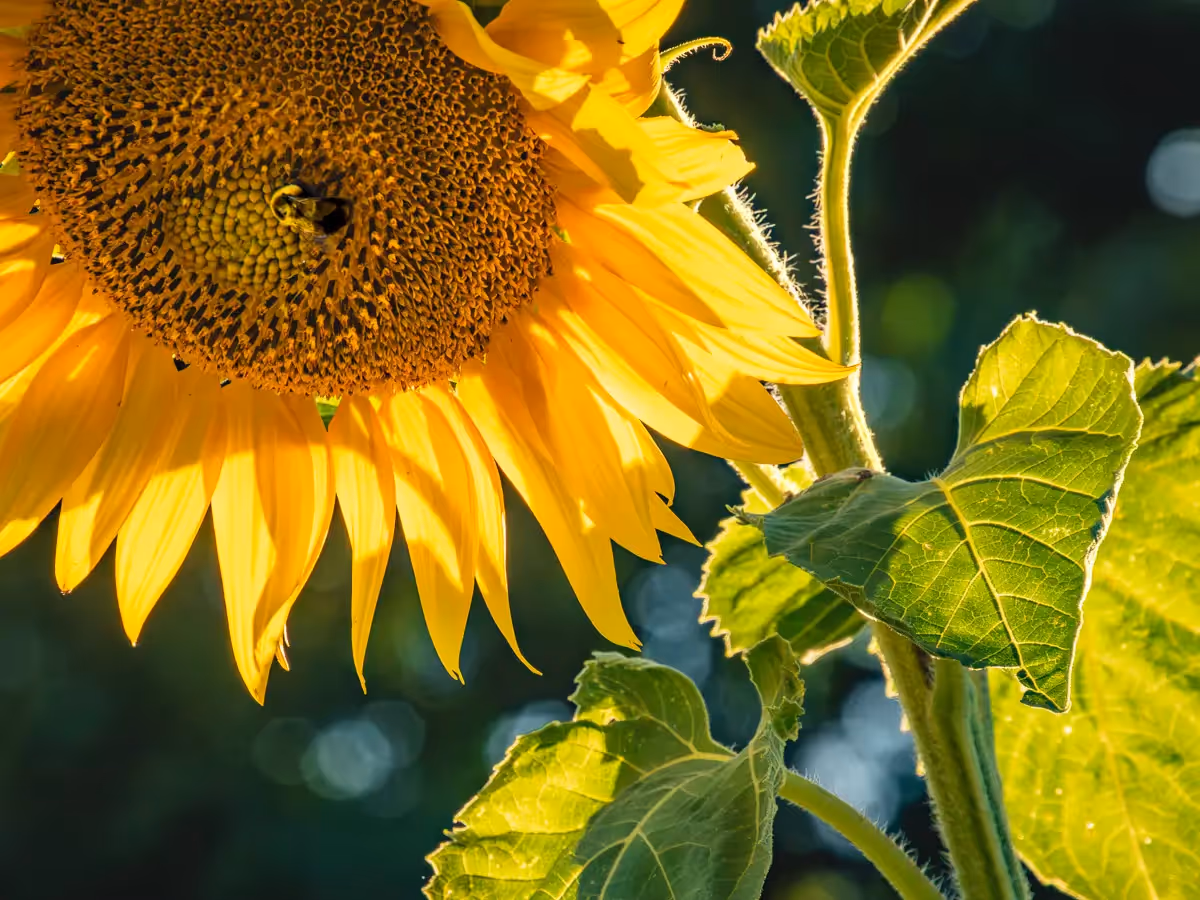 Sunflower from below with a bee in the center