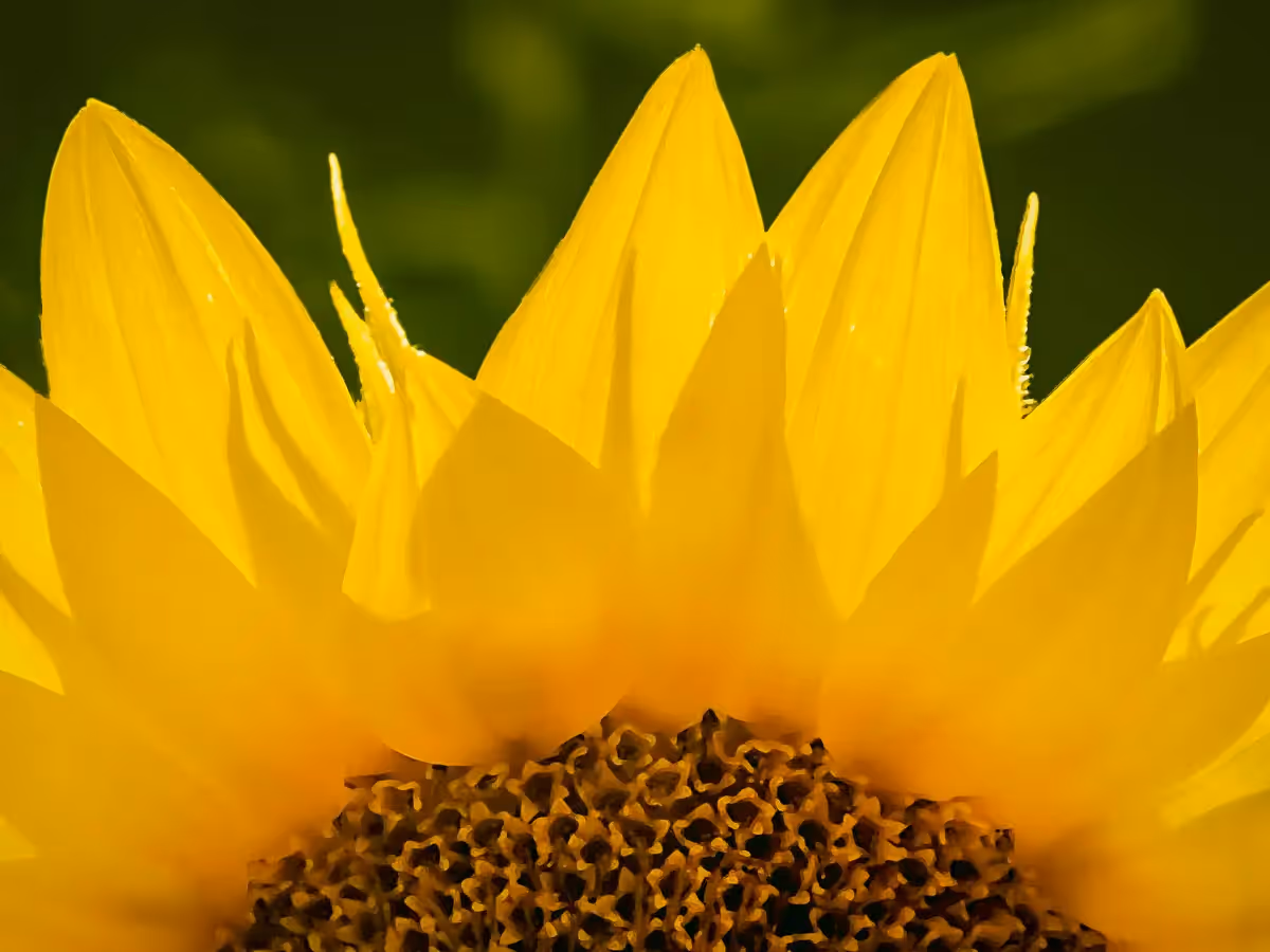 close up of half of a Sunflower in bloom