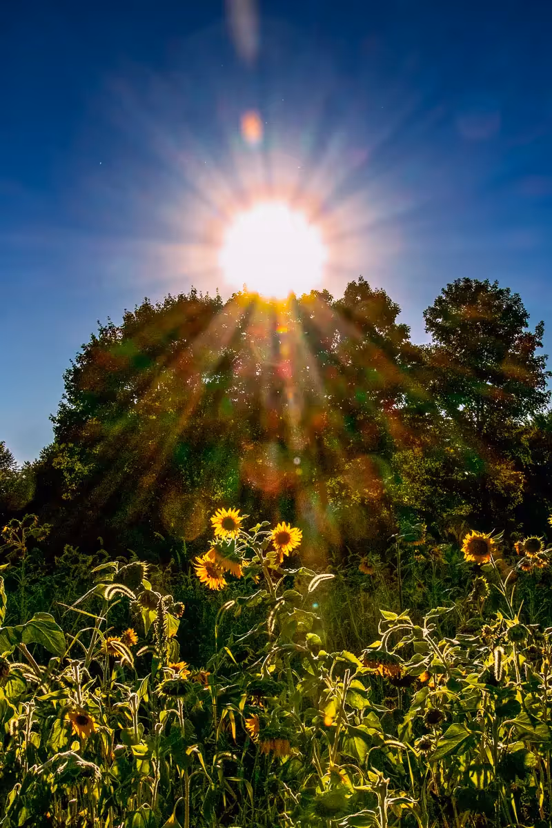 Bright sunburst shining over the trees revealing a field of Sunflowers