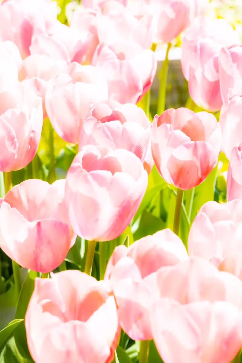 close up of a field of light pink and white Tulips