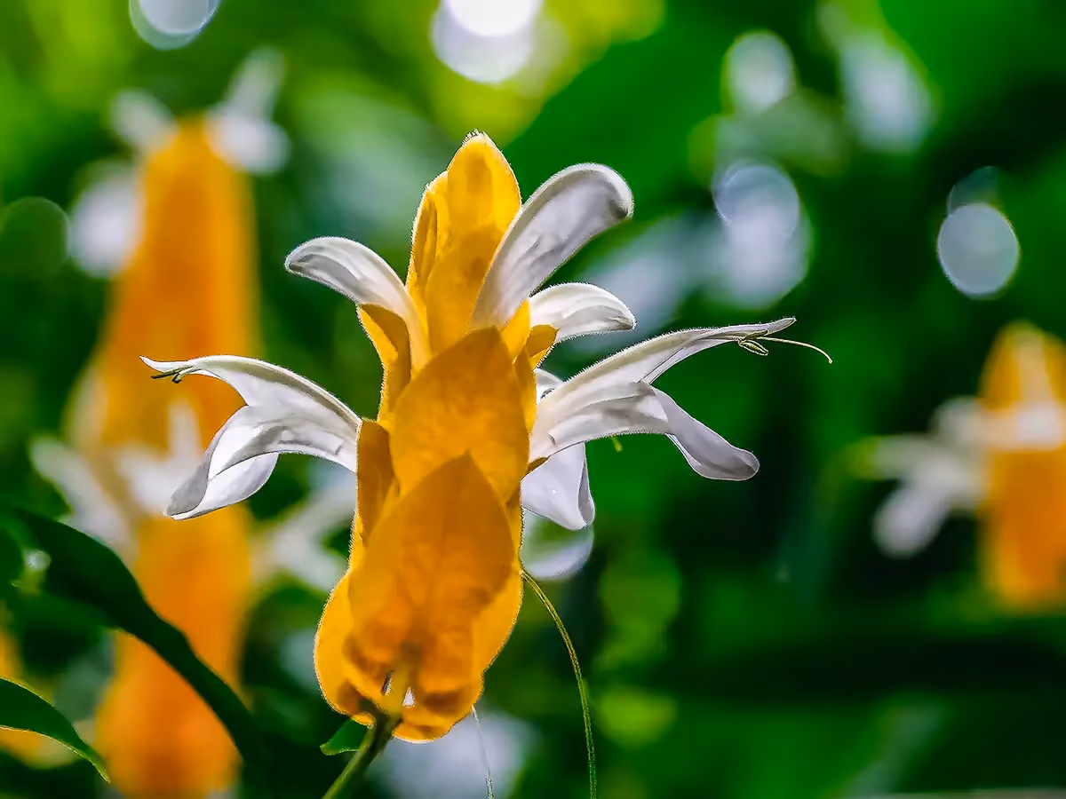 yellow flower pattern with bokeh background