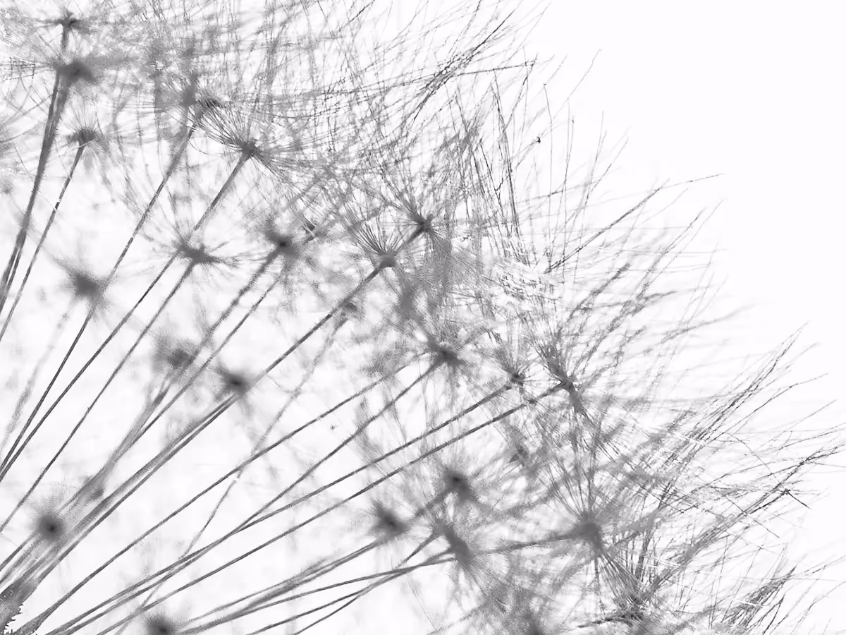 black on white: spiked branches