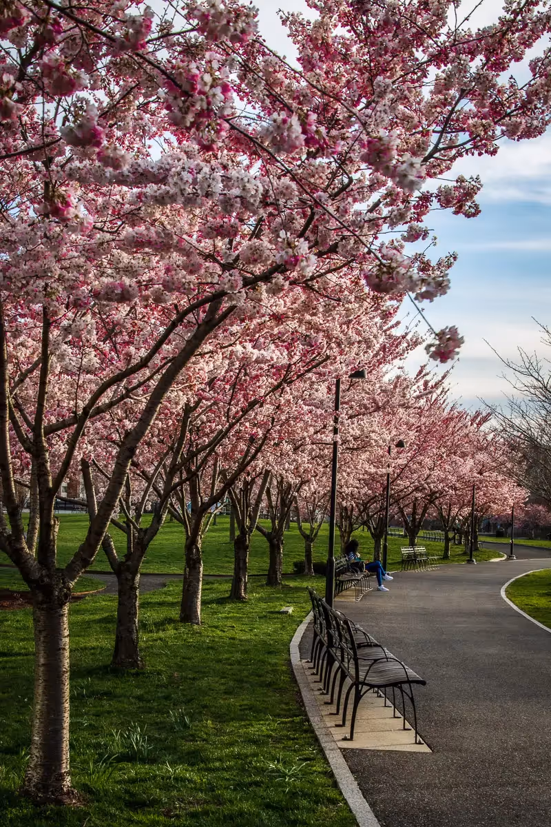 Cherry blossoms in bloom along a curved path