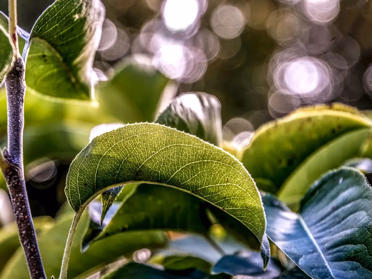 green leaves with bokeh in the background