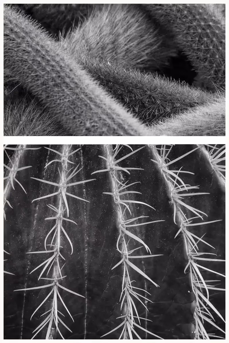 abstract of two different cacti in one frame