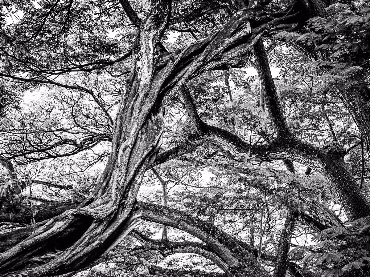 black and white abstract of bare tree trunk and branches