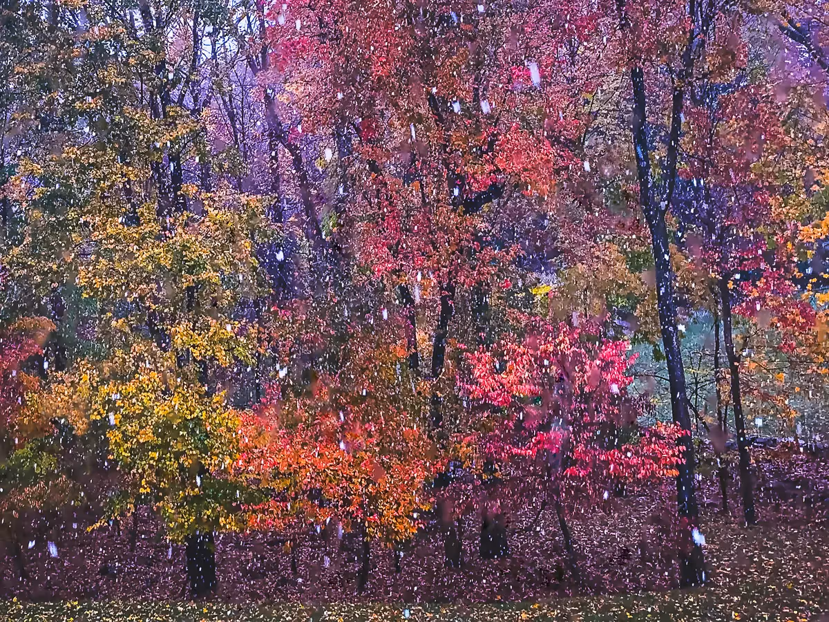Snow falling in front of beautiful Fall colored trees