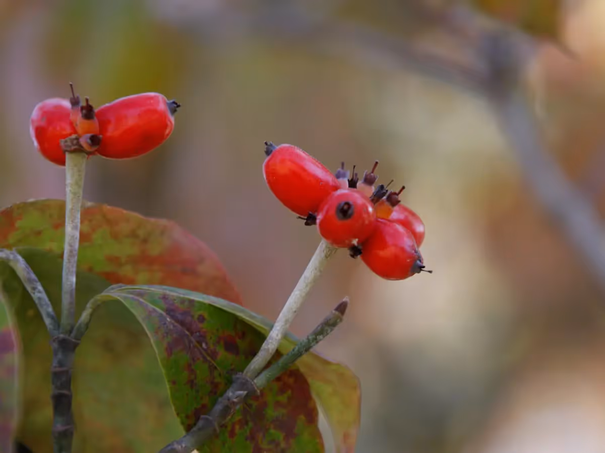 red berry plant