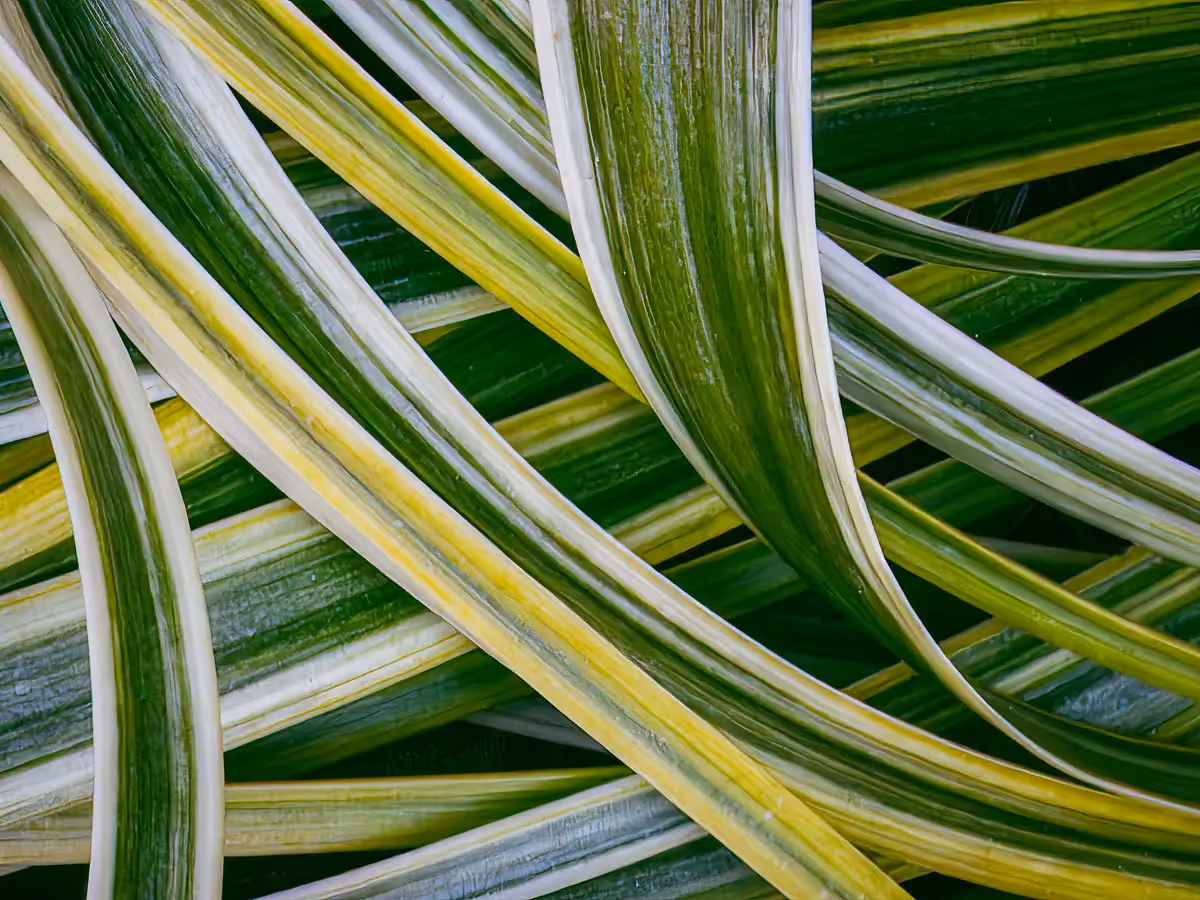 abstract of flowing plant leaves